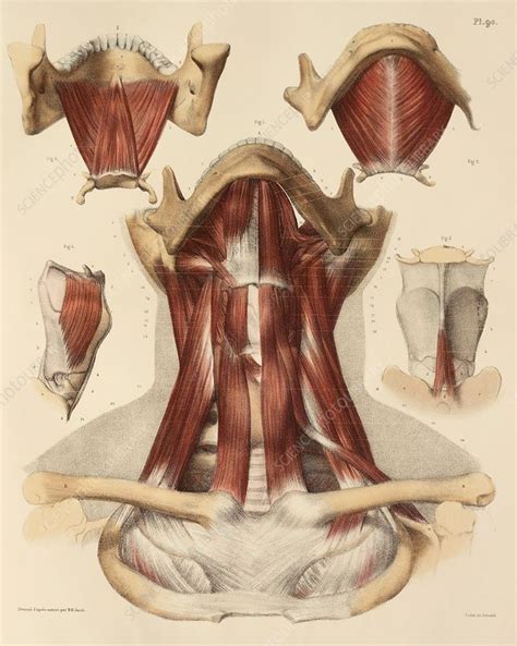 The suprahyoid muscles originate from above the hyoid bone in the chin region. Neck muscle anatomy, 1831 artwork - Stock Image - C014 ...