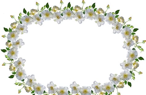 Gambar Bunga Mawar Putih Png Koleksi Gambar Hd