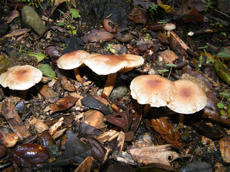 Top 80 of Backyard Mushroom Identification | wrintingspree gambar png
