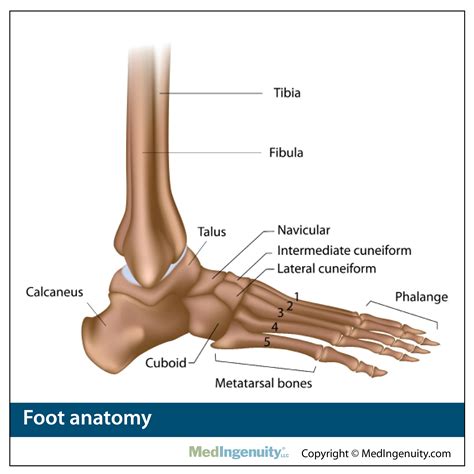 Orthopedic Anatomy Library - Northwest Hills Surgical Hospital in