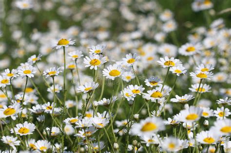 Chamomile Flower Field Spring Season Nature Stock Photo Image Of