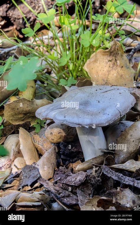 Wild Mushroom After Rain Stock Photo Alamy