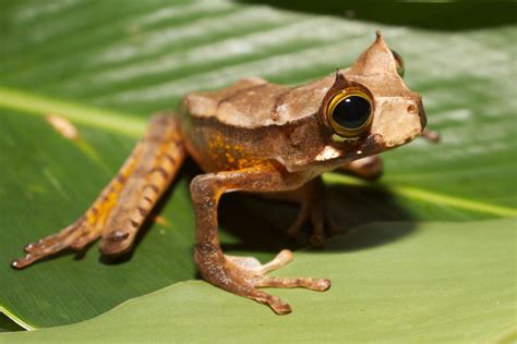 List Of Amphibians With Pictures And Facts Examples Of Amphibian Species