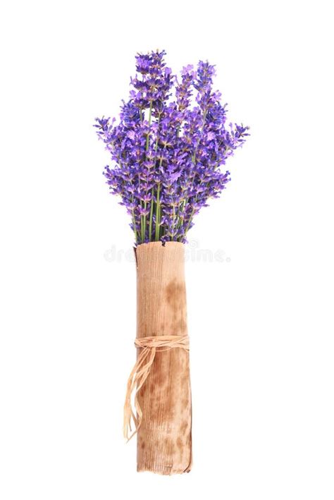 Bunch Of Lavender Stock Photo Image Of Lavender Isolated 32428504