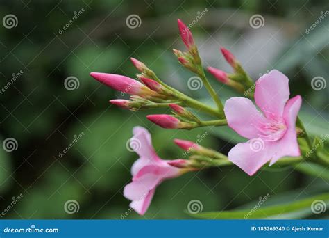 Petite Pink Oleander Stock Photo Image Of Shrub 183269340