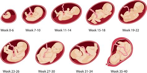 Pregnancy Calendar 7 Weeks Ten Free Printable Calendar 2021 2022