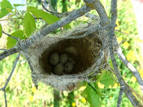 Oriole Nest With Eggs South Nest41 Beautiful Birds Nest Bird Eggs