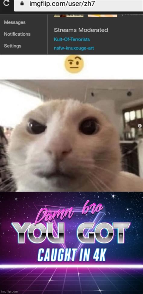 Image Tagged In Raised Eyebrow Catdamn Bro You Got Caught In 4k Imgflip