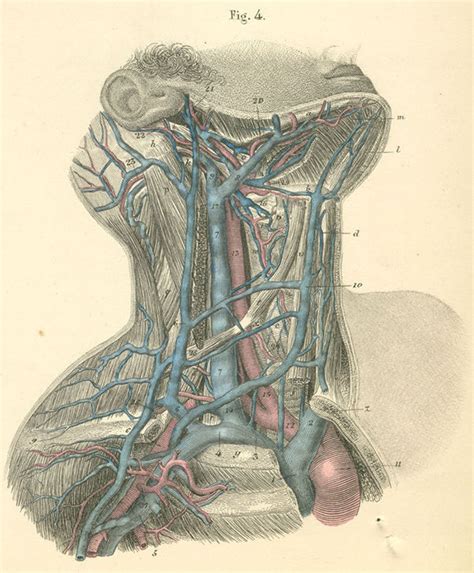 Closely related with the internal jugular vein and vagus nerve. Arteries and veins of the right side of the neck