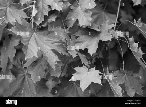Maple Leaf Black And White Stock Photos And Images Alamy