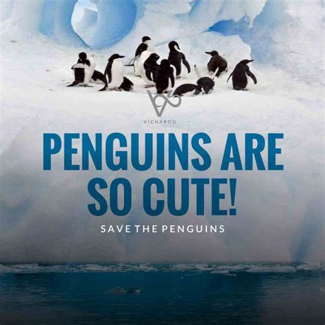 Penguins Are So Cute Save Penguins Slogans And Quotes National