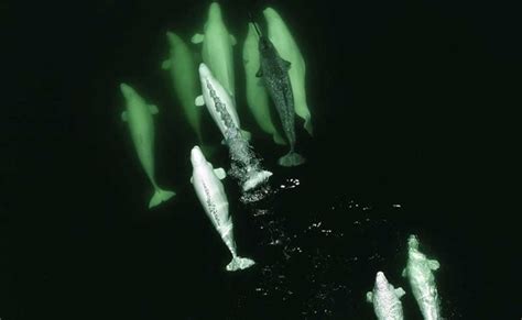 Beluga Whales Adopt Lonely Narwhal Lost In Canadian Waters
