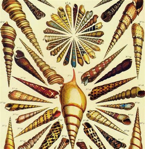 Turret And Auger Shells South Pacific Caribbean Seba Conchology Natural