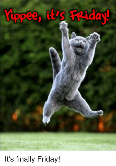 So we have found the funniest cat memes on the internet, for your personal enjoyment. Ay It's Finally Friday! | Finals Meme on ME.ME