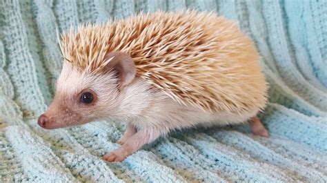 Janda Exotics Hedgehogs For Sale Hedgehog Babies For Sale Baby
