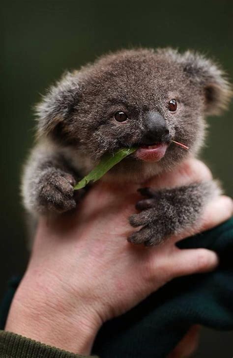 Baby Koala Life ️ ️ ️ Animaux Mignons Bébés Animaux Et Animaux