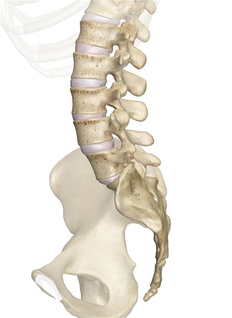 Vertebral Bone Anatomy
