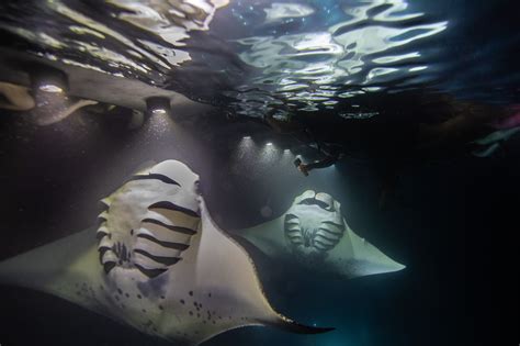 Manta Ray Tour | Sea Paradise