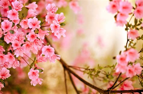 Free Download High Resolution Spring Desktop Wallpaper Spring