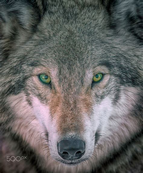 Gray Wolf Portrait Gray Wold Head Shot Portrait The Eyes Tell All