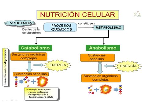Biología Didáctica Ingeniería Bio Metabolismo Celular
