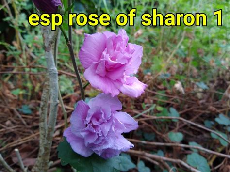 Rose Of Sharon Hibiscus Esp Nursery