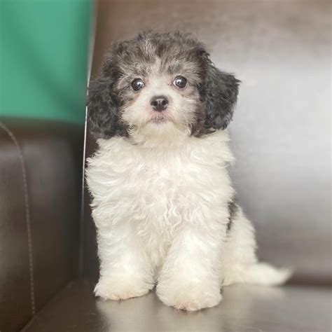 Come on in and find your favorites just in time for date night. POOCHON | FEMALE | ID:5831-RM - Central Park Puppies