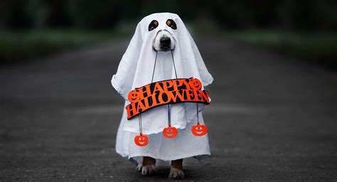 Best Dog Halloween Costumes Costumes For Small To Large Dogs