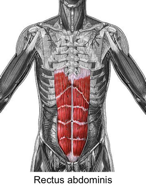 Rectus Abdominis Muscles Of The Upper Extremity Visua