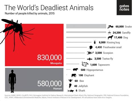 The Worlds Deadliest Animals Infographic Presentationally