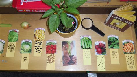 Observing seeds at the science area | Science area, Plant science