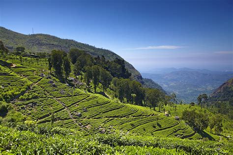When To Go To Sri Lanka Lonely Planet