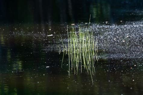 Tiny Grass Tuft Reflecting In A Pond Stock Image Image Of Environment