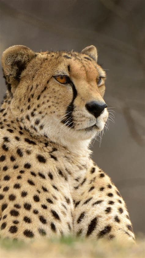 Cool Cheetah Iphone Wallpapers Top Free Cool Cheetah Iphone