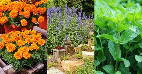 What Plants Keep Away Mosquitoes And Flies - 25 Plants That Repel Mosquitoes