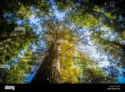 Cedar Tree Perspective Sky Green Branches Stock Photo Alamy