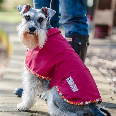 Top Winter And Waterproof Dog Coats 2015