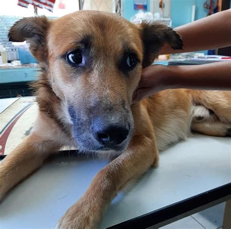 We strongly recommend visiting us and your local shelter in person to search for your lost pet. Your lost pet could be at the Kloof and Highway SPCA ...