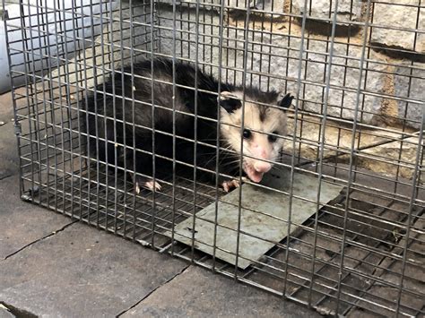 Opossum Removal Wildlife Removal New Hampshire