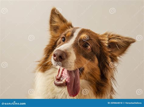 Australian Shepherd Dog Photographed At Home Stock Photo Image Of