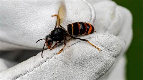 Defra Warning To Beekeepers As Asian Hornets Spotted In Rayleigh In Essex Itv News Anglia