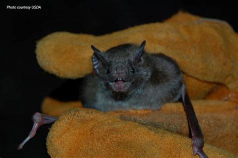Vampire Bats Feeding On Humans