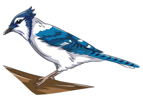 Blue Jay Clipart Free Download Transparent Png