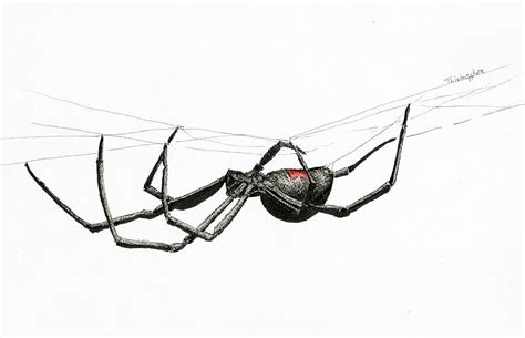 Black Widow Spider Drawing Black Widow Spider Drawing By Shylee
