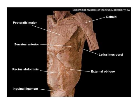 Deltoid Splenius Capitis Teres Minor Infraspinatus Teres Major Ppt