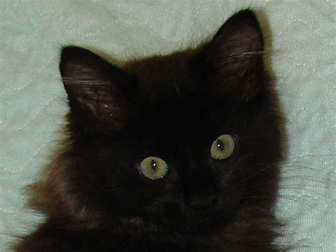 The american curl appeared in california in 1981, making it one of the newer cat breeds, and the original was a black cat. "Woolybear", a neutered male longhair black kitten.