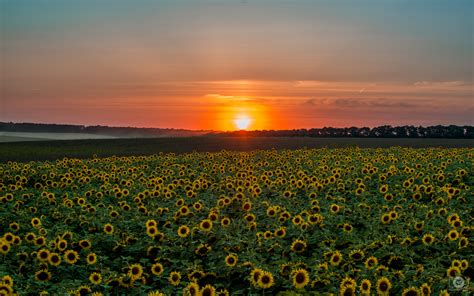 Sunflower Sunset Background High Quality Free Backgrounds