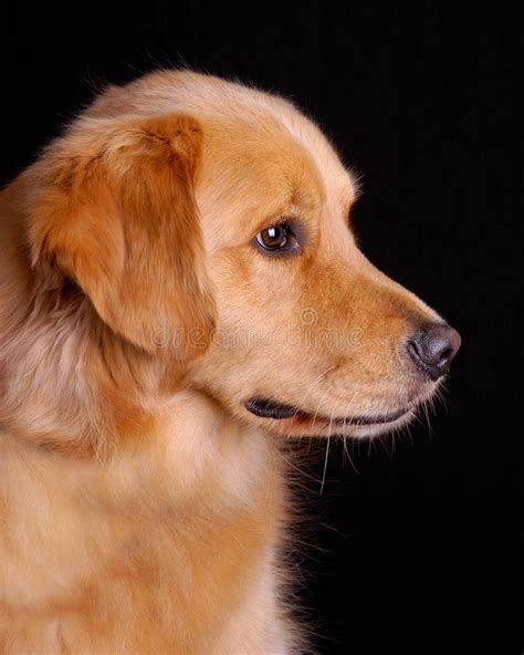 The golden retriever is a medium sized dog which was historically used to retrieve animals for hunting their name was instilled by their love of water and ability to retrieve animals undamaged. Golden Retriever profile stock image. Image of brown ...