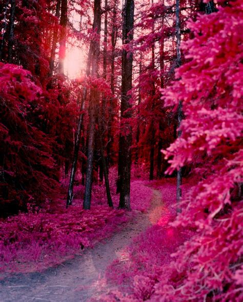 Photography Beautiful Nature Beautiful Landscapes Pink Forest