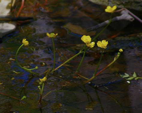 Yellow Water Buttercup Ranunculus Flabellaris Flickr